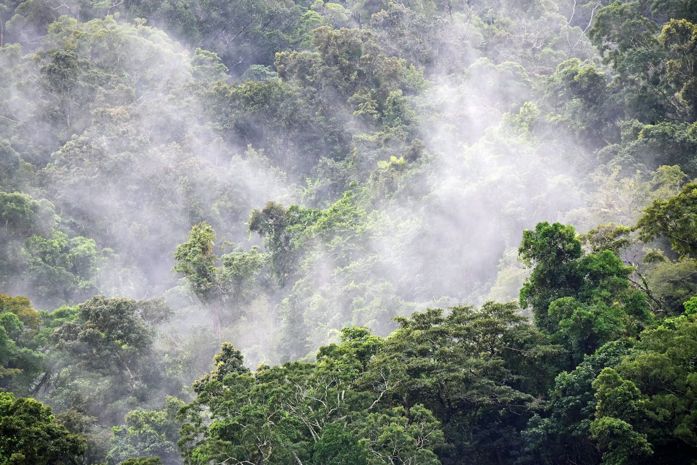 Subtropical rainforest canopy
