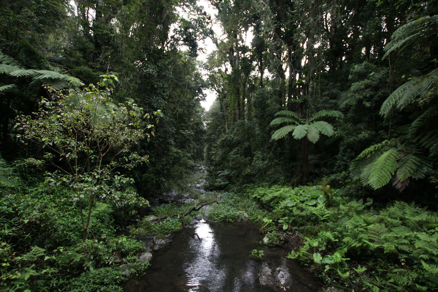 Creek running through the forest